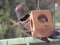 Bird Bread